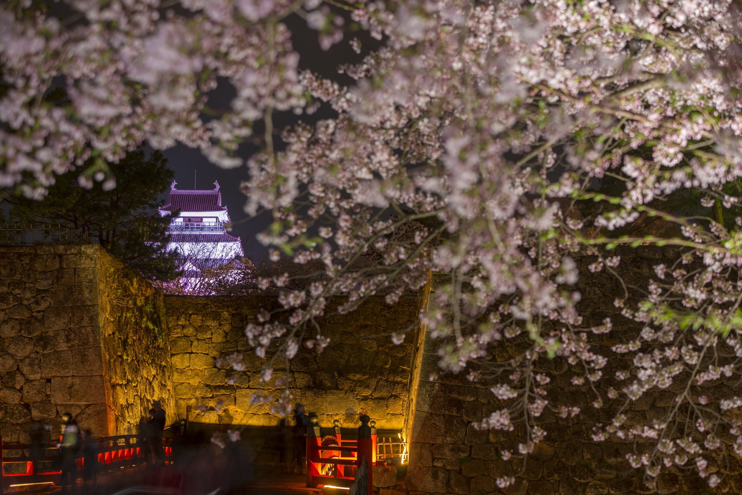 TOUR 5: Fine Dining While Viewing the Cherry Blossoms